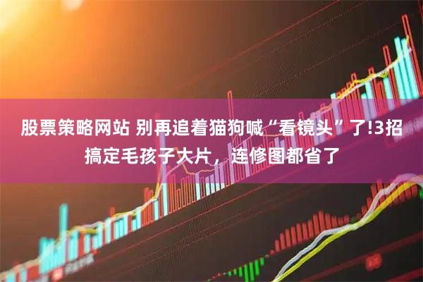 股票策略网站 别再追着猫狗喊“看镜头”了!3招搞定毛孩子大片，连修图都省了